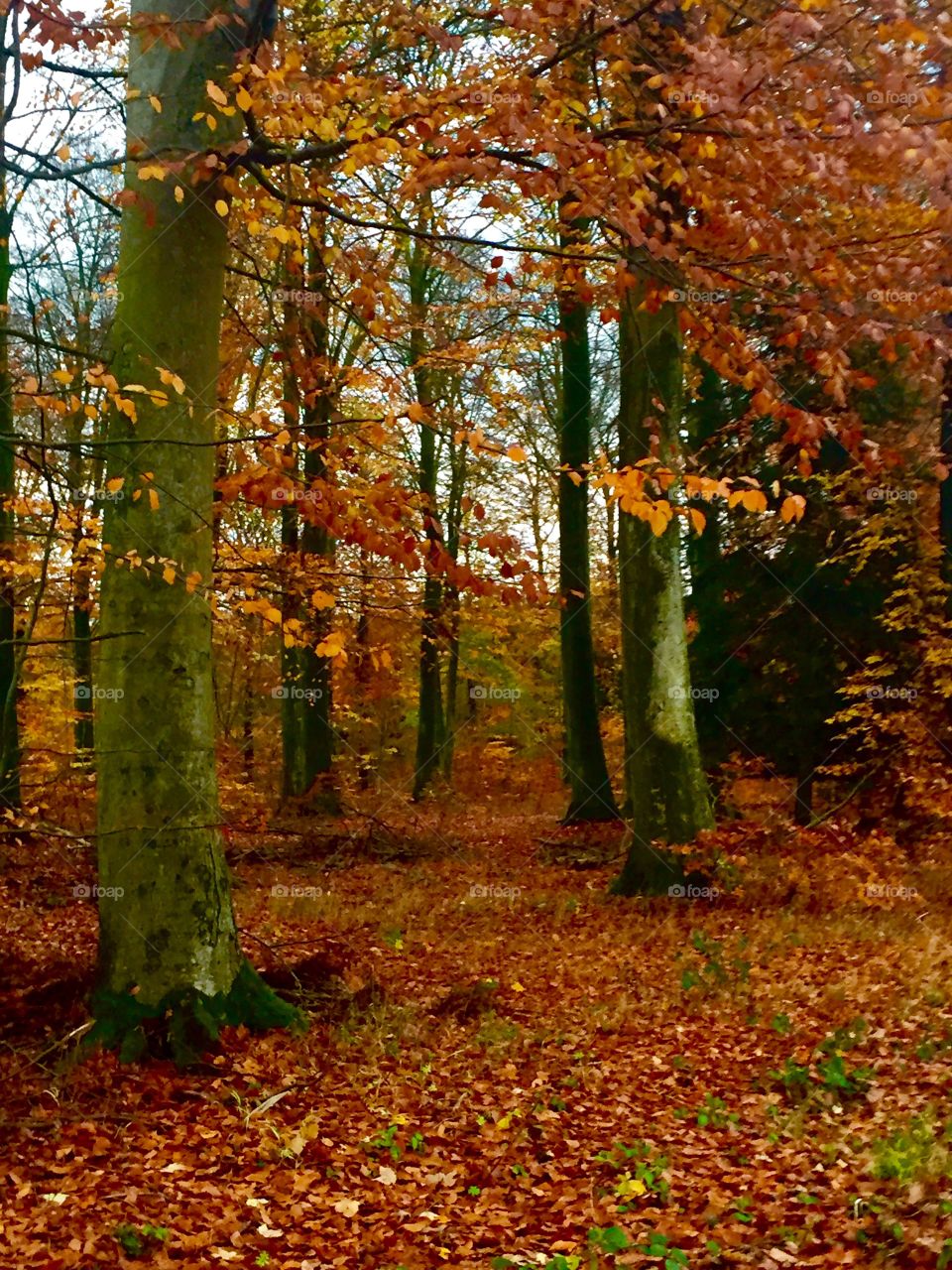 Autumn in Denmark 