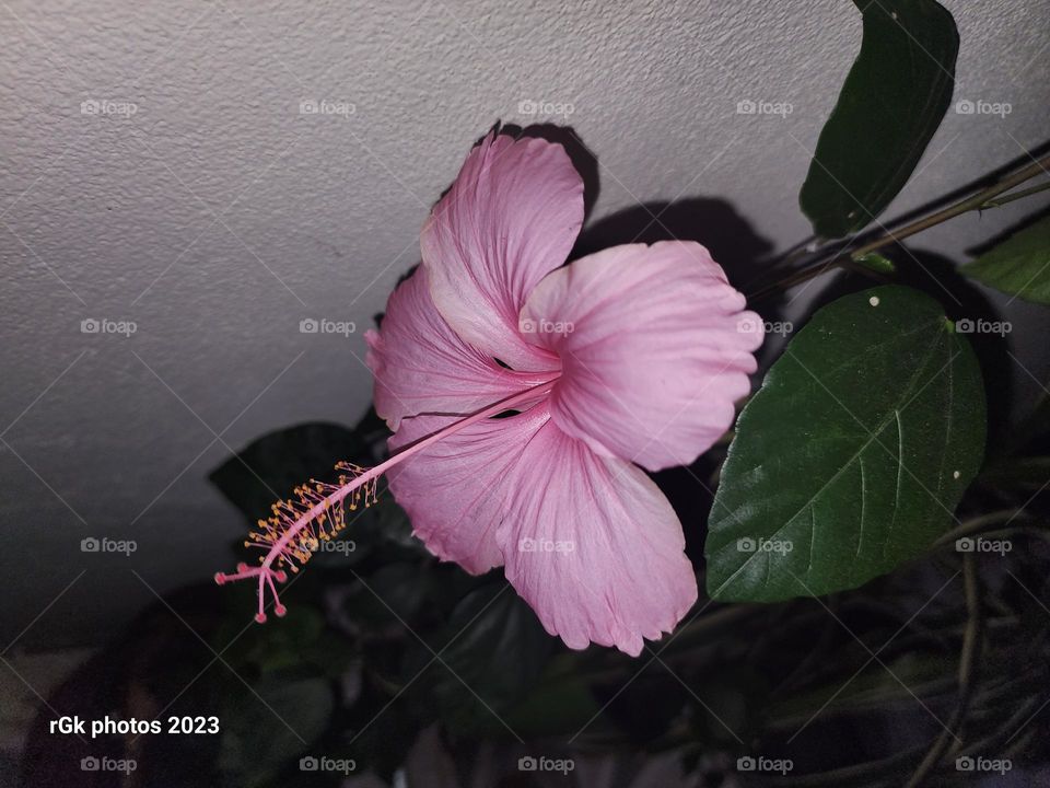 pink hibiscus