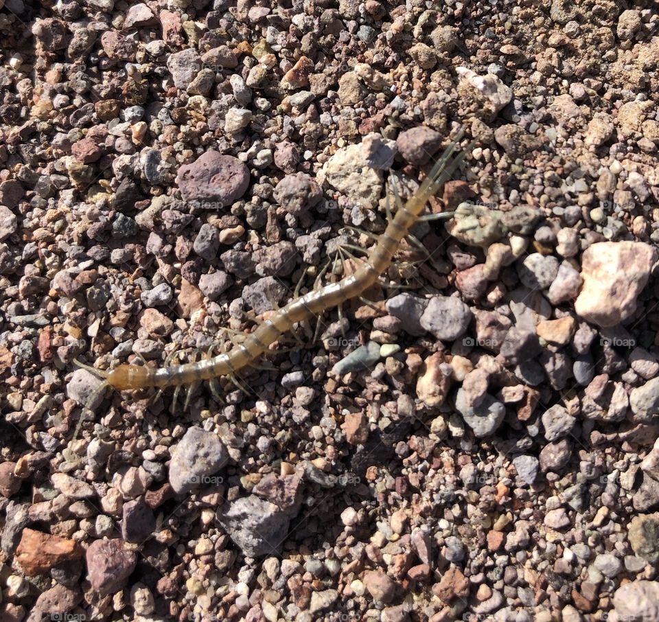 Scolopendra Polymorph centipede running 