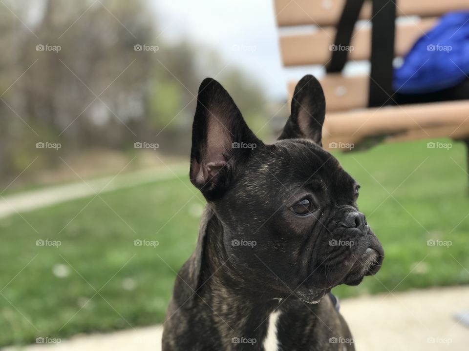 Who doesn’t love a French bulldog?! This is Louie ❤️