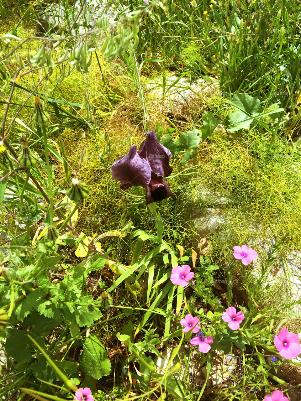 High angle view of blooming flowers
