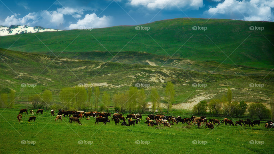 Herd in nature
