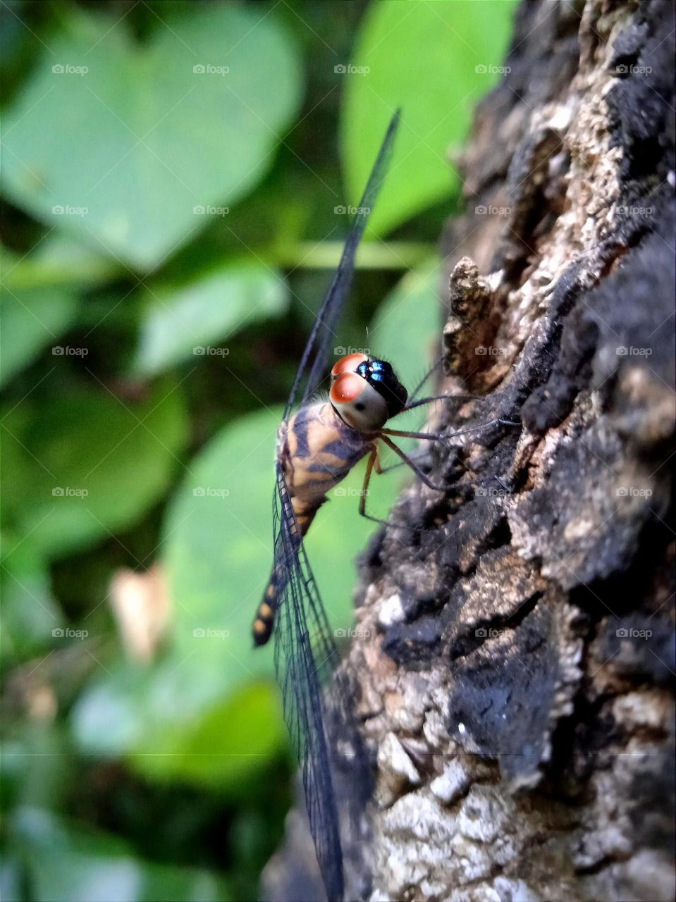 Beige black striped dragonfly on the tree trunk.