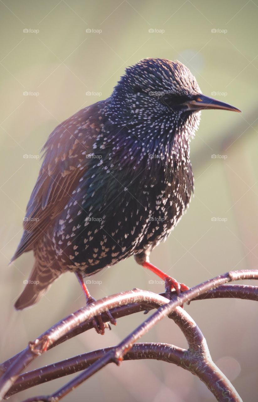 Starling