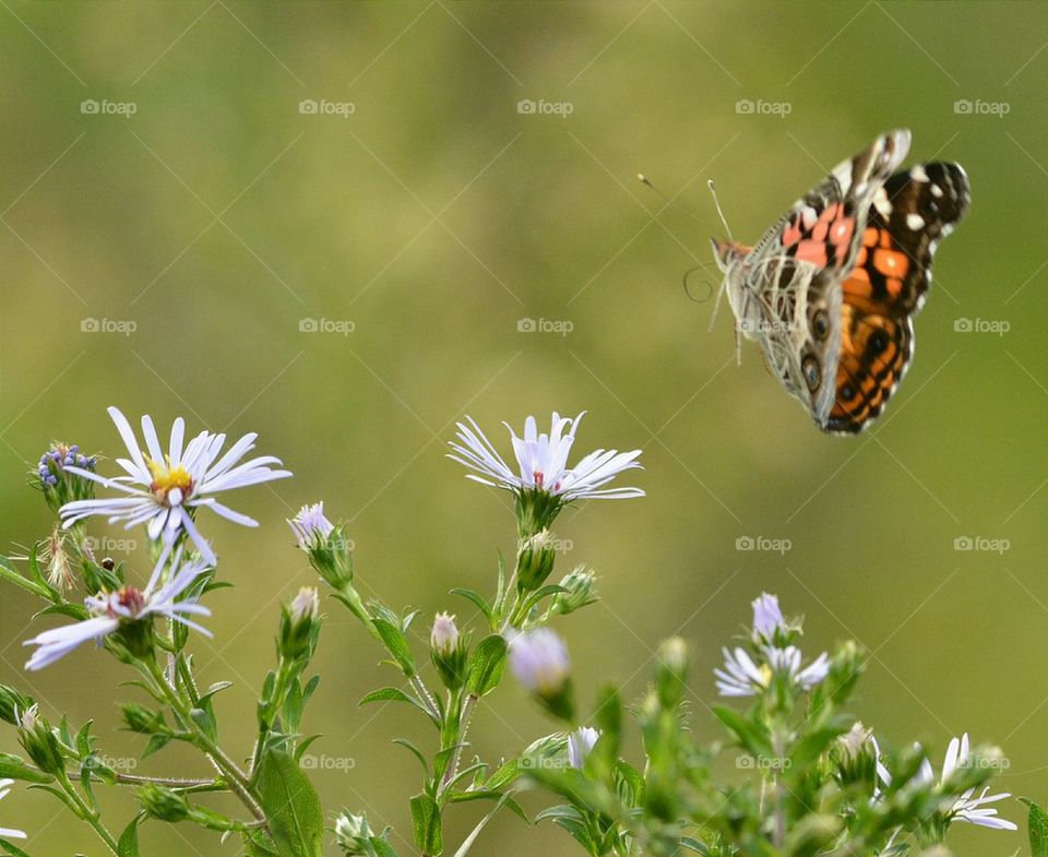 Flying Painted Lady Butterfly