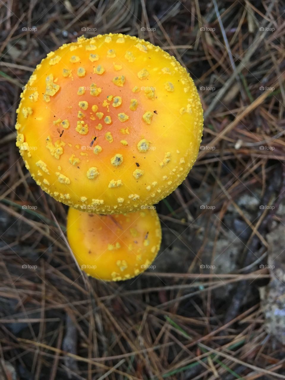 So yellow mushrooms 