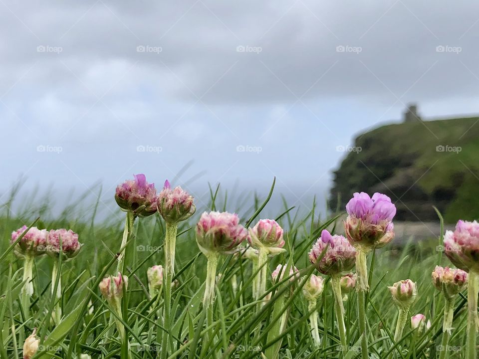 Flora by Cliffs of Moher, ireland