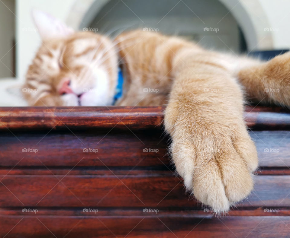 Ginger cat paw with copy space on the left side. Cat sleeping on brown wood table in the the living room. Selective focus at Cat Paw.