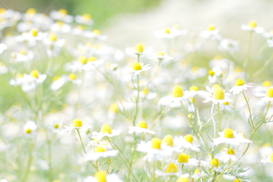 Chamomile in the breeze 