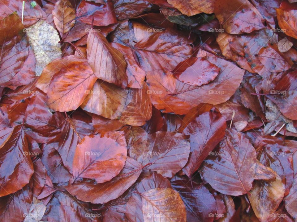 leaves