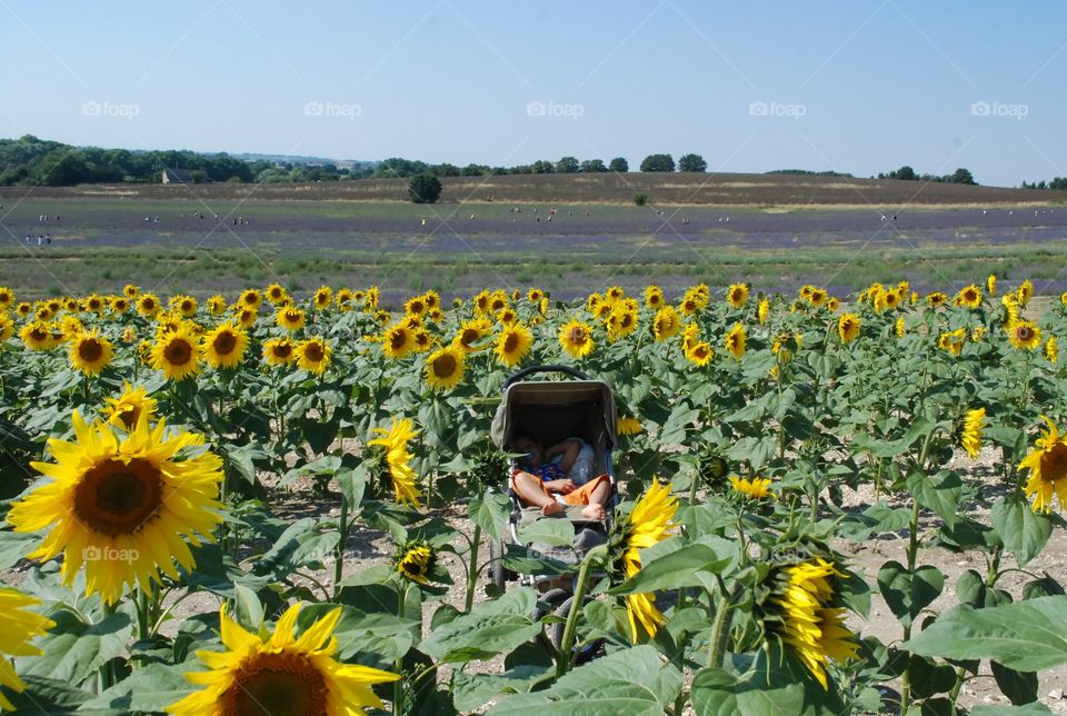 toddler laying in his green pushchair resting among beautiful sunflowers and lavender flower in a hot summer day
