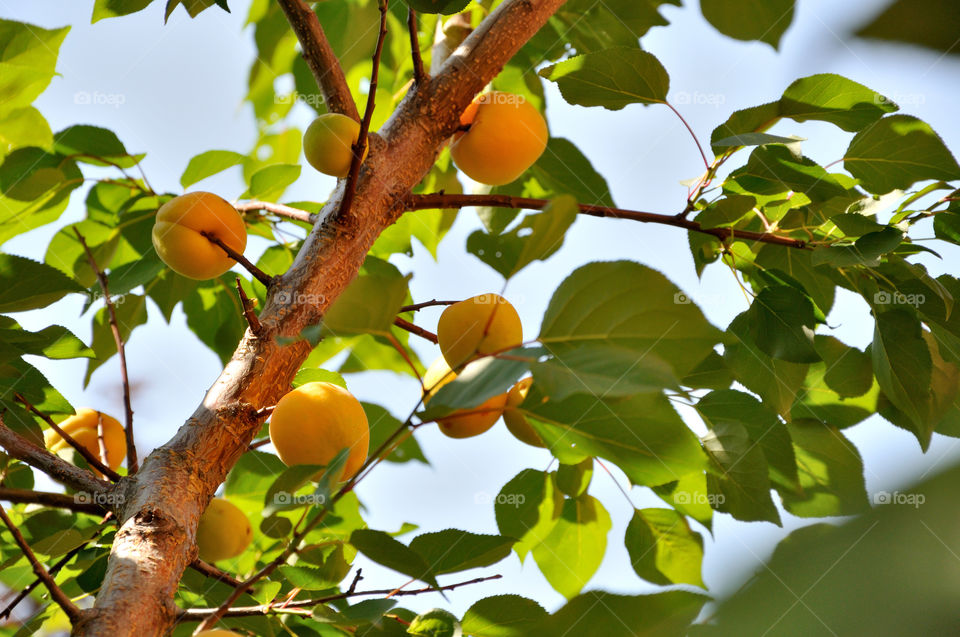 Apricot tree with fruits in summer garden 