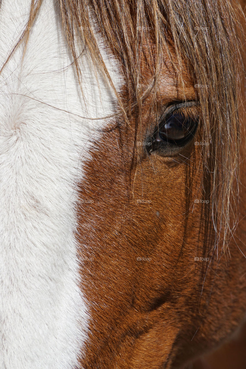 Close-up of a horse eye