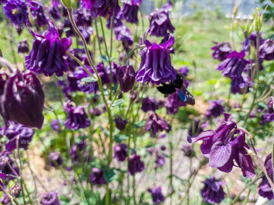 The purple carpenter bee is a species of solitary bee in the family Apidae. And the purple flowers of Aquilegia. garden.