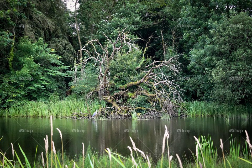 Gnarly Tree By The River Shelters A Heron
