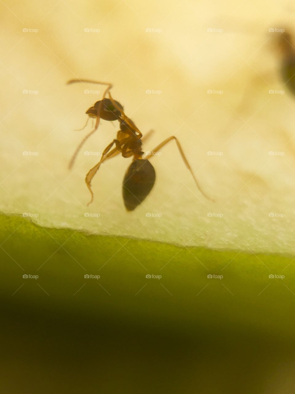 Ants working on food