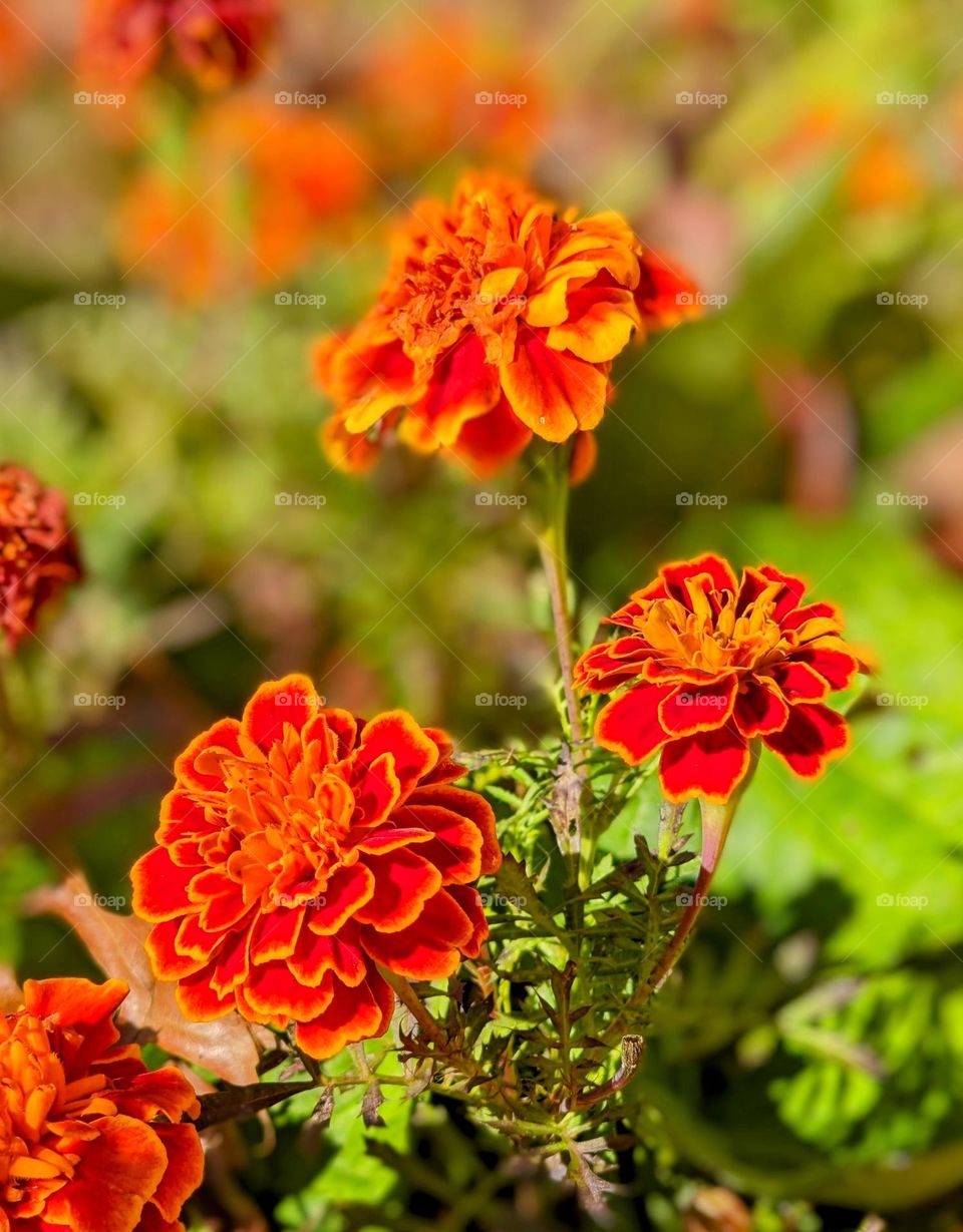 Marigold flowers