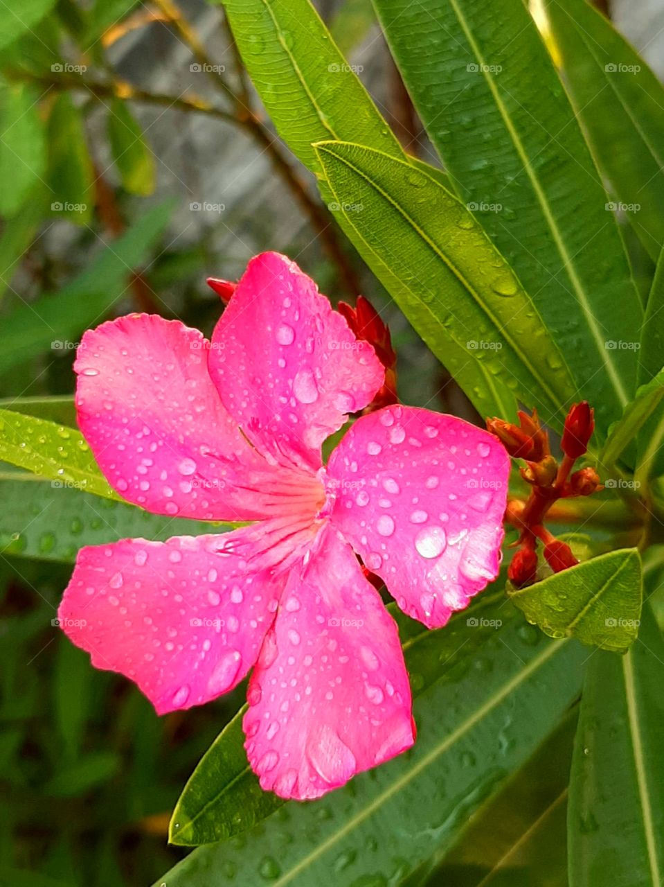 Pink Oleander after the rain