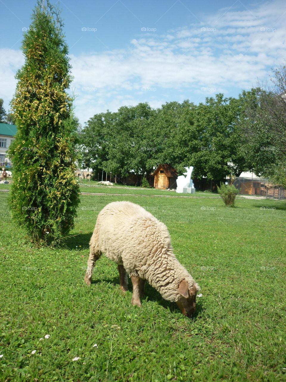 Summer morning 