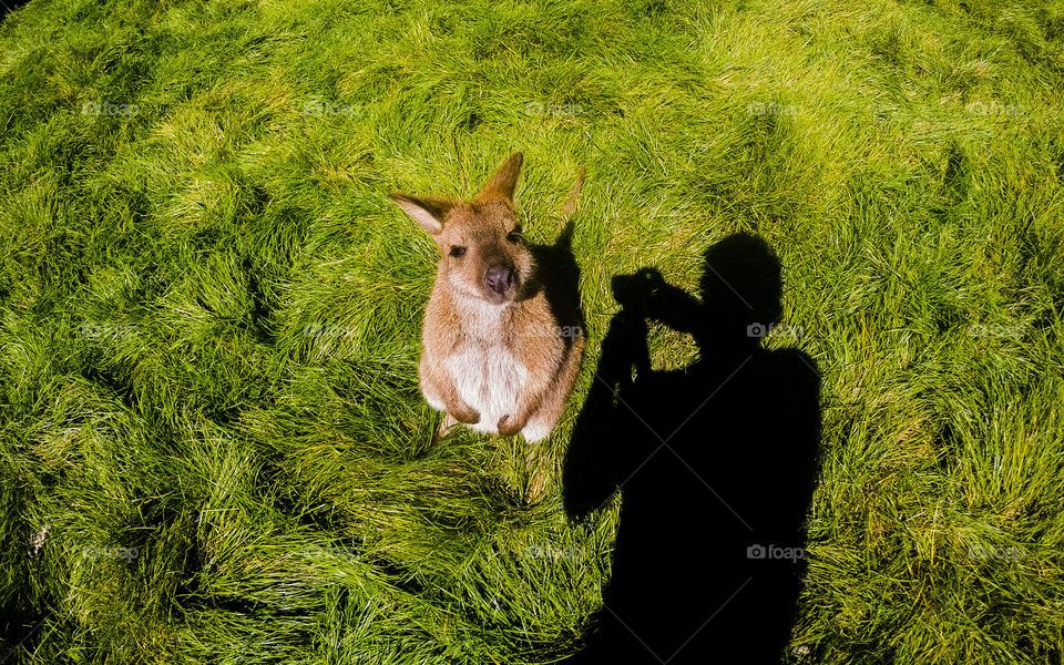 This Wallaby was waiting stand up for his picture