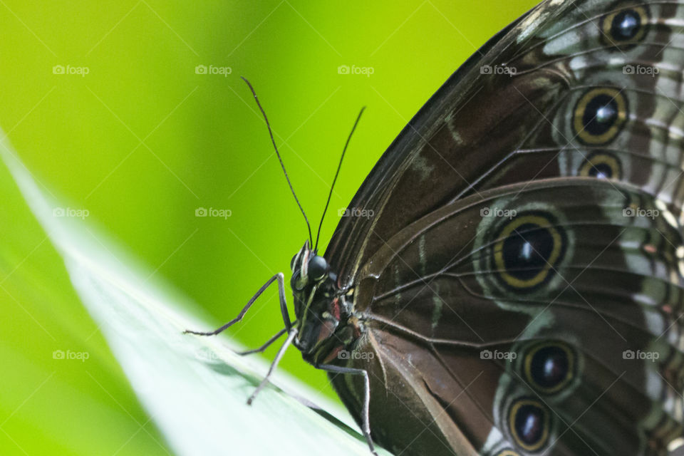 Brown butterfly close-up