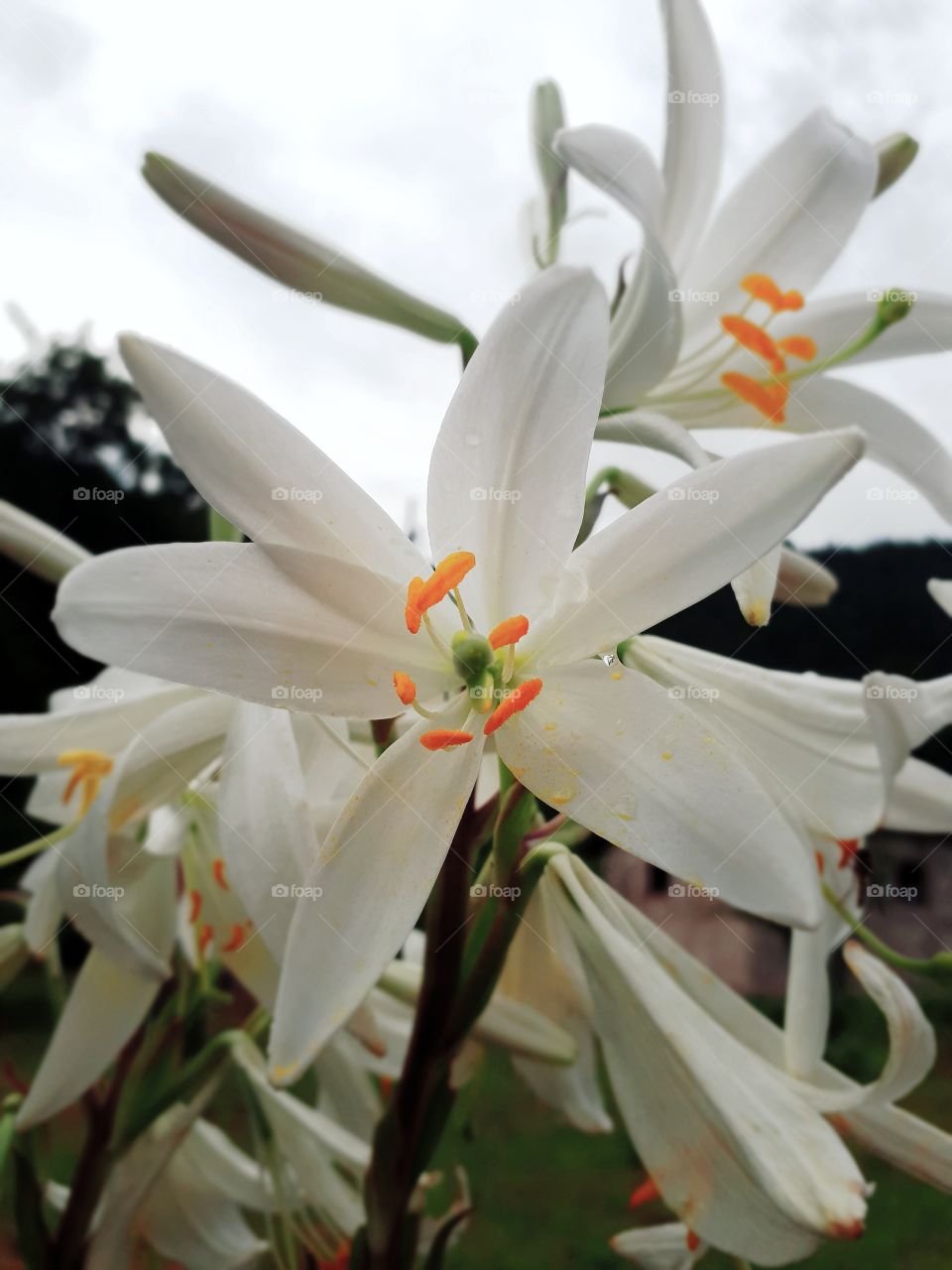 White lilies look beautiful and their smell is pleasant and refreshing