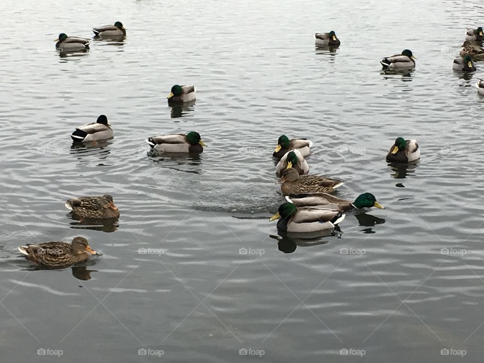 Ducks gatherings 