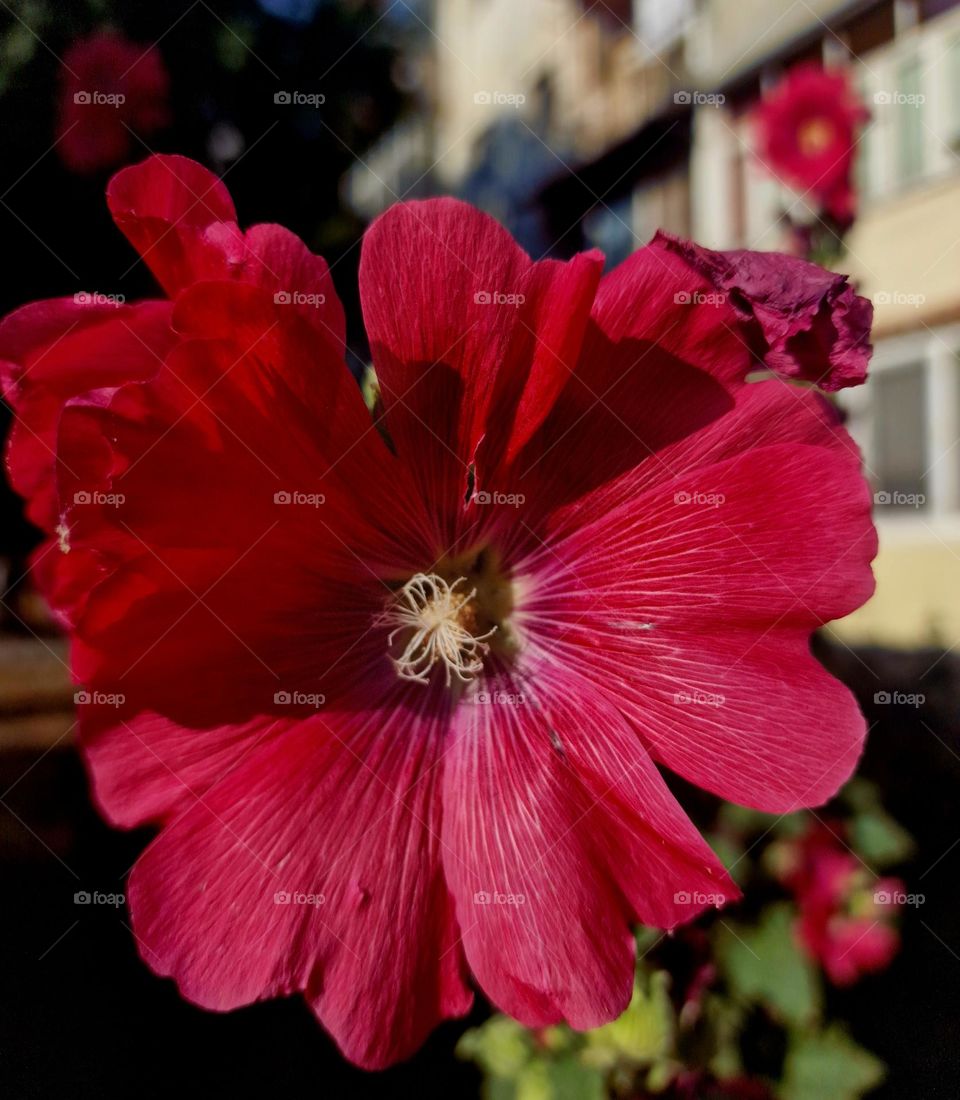 magenta flower