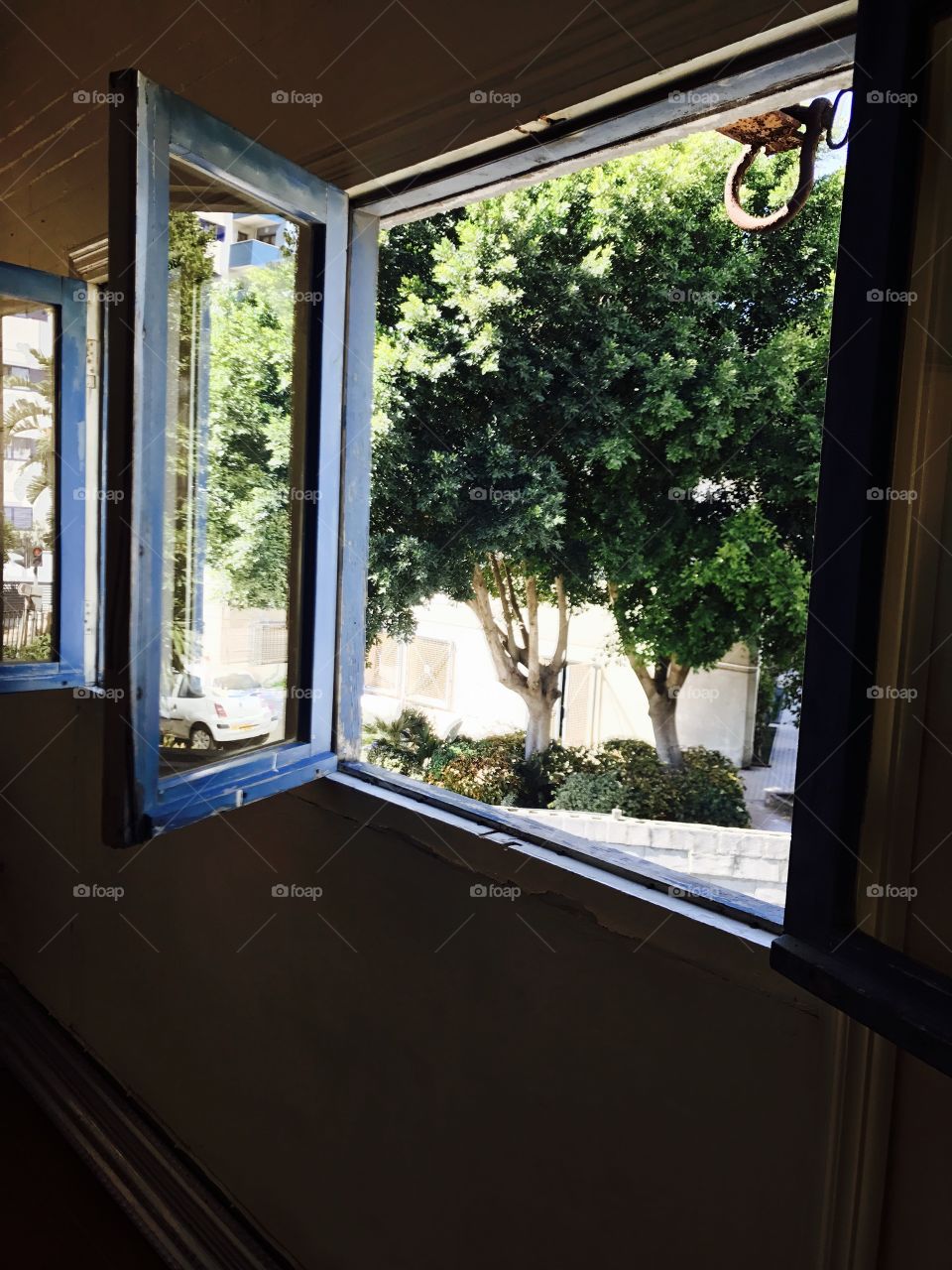 Windows-glass-view-tree