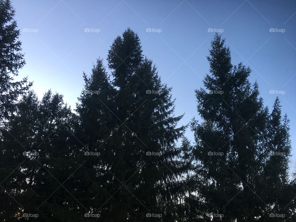 Sunset over pines at early spring in the forest