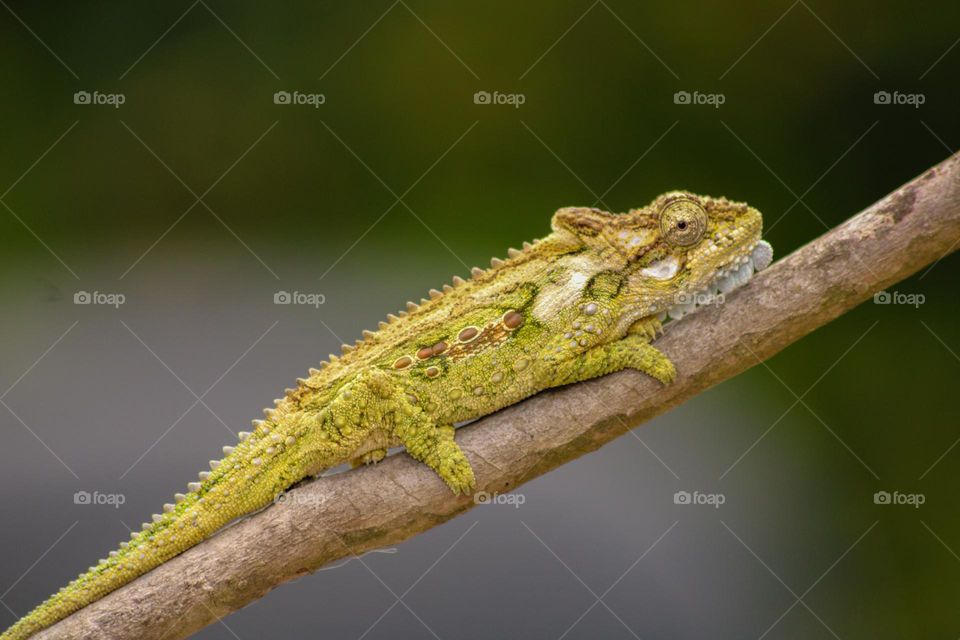 Chameleon relaxing on a branch
