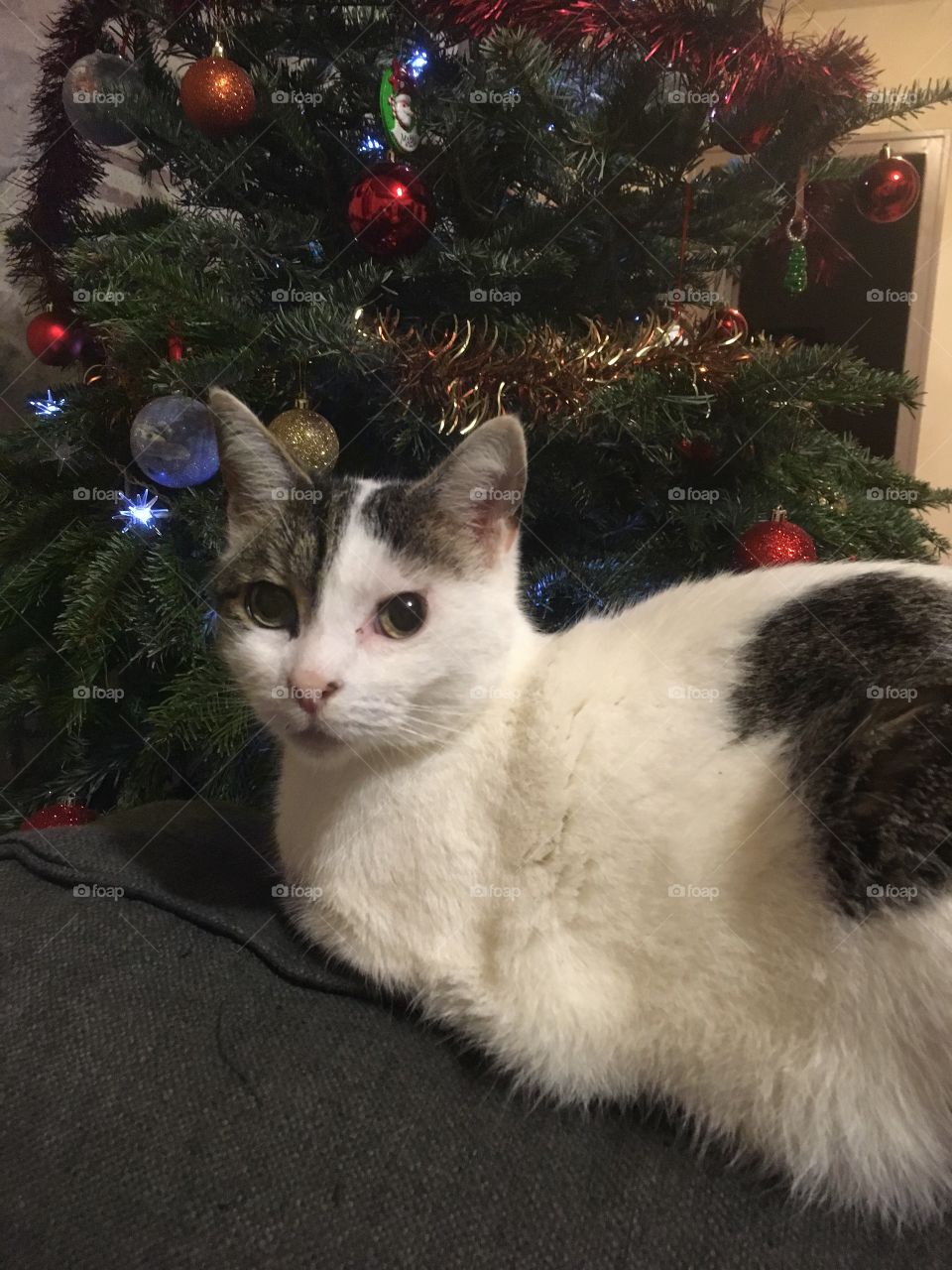 My cat and christmas 