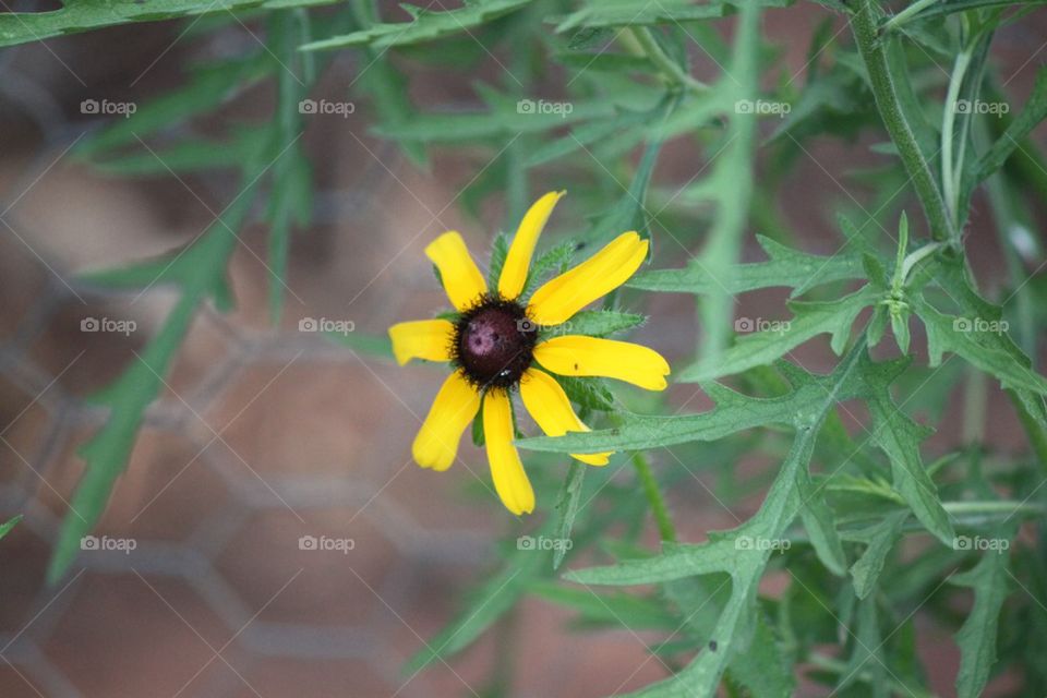 Yellow Wildflowers