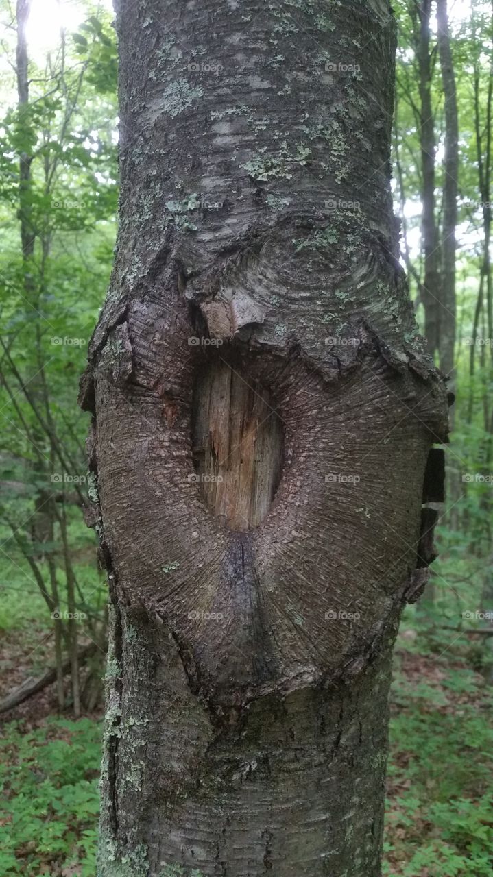 holy tree