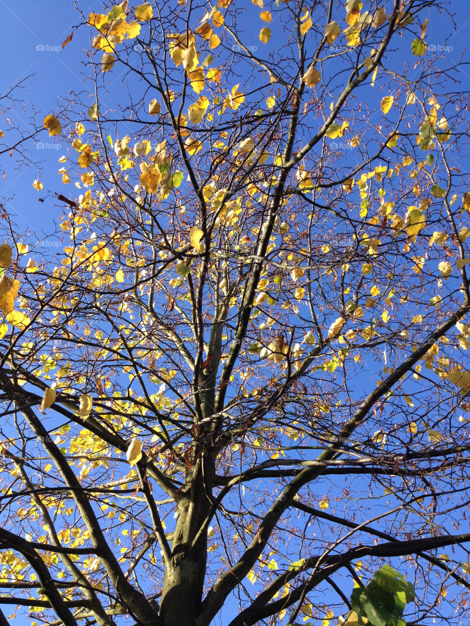 yellow autumn blue skies by charleyb