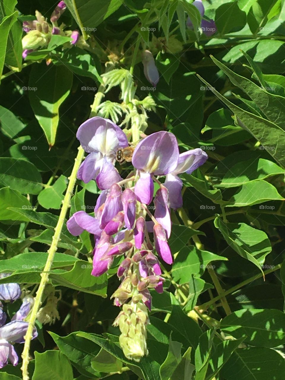 Wisteria flower