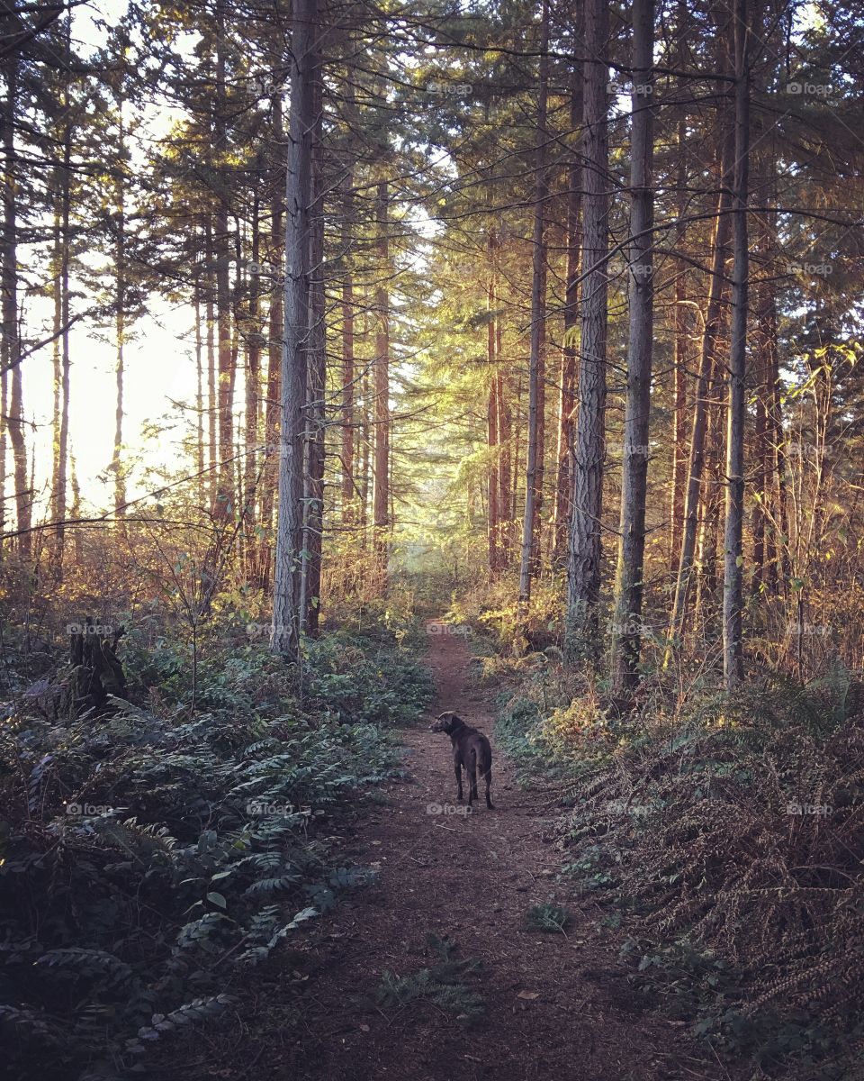 Rear view of dog in forest
