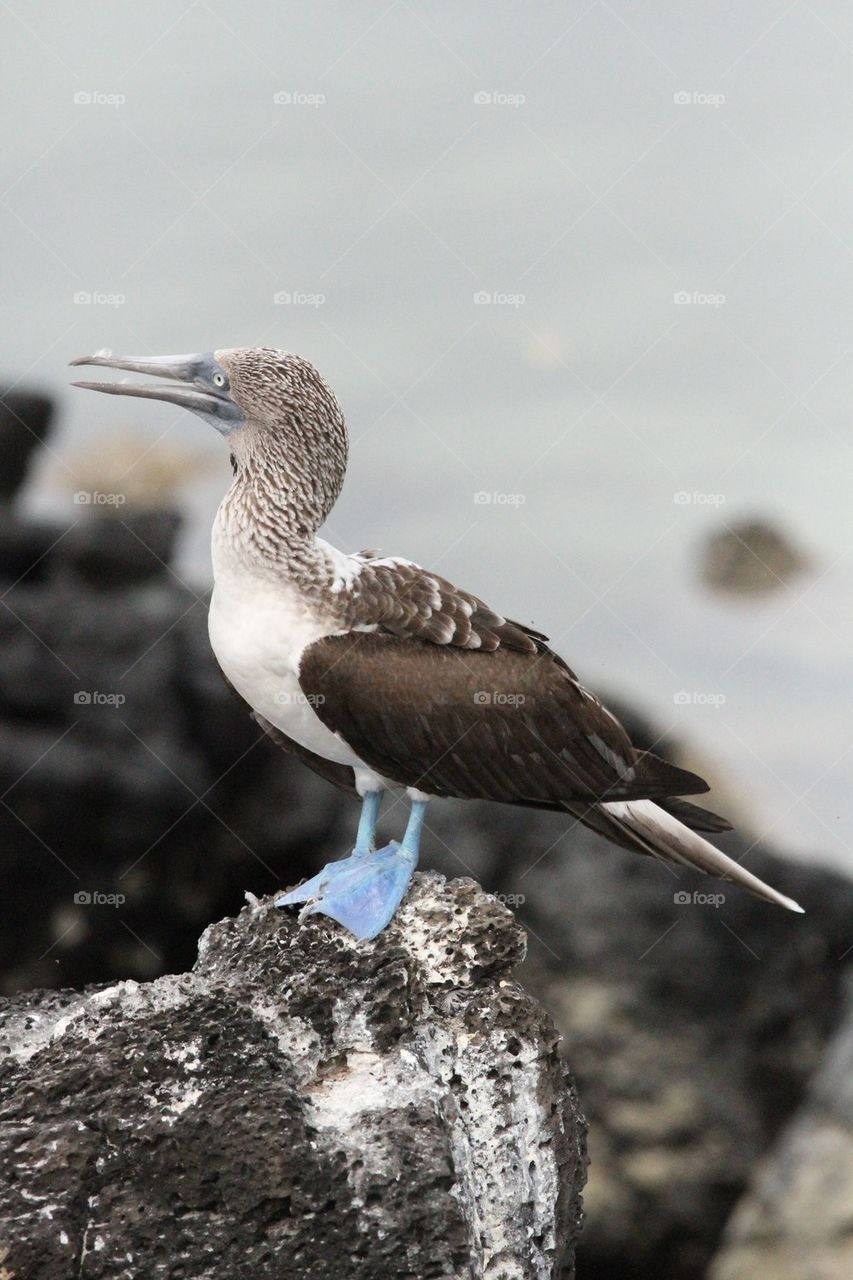 Blue footed boobie