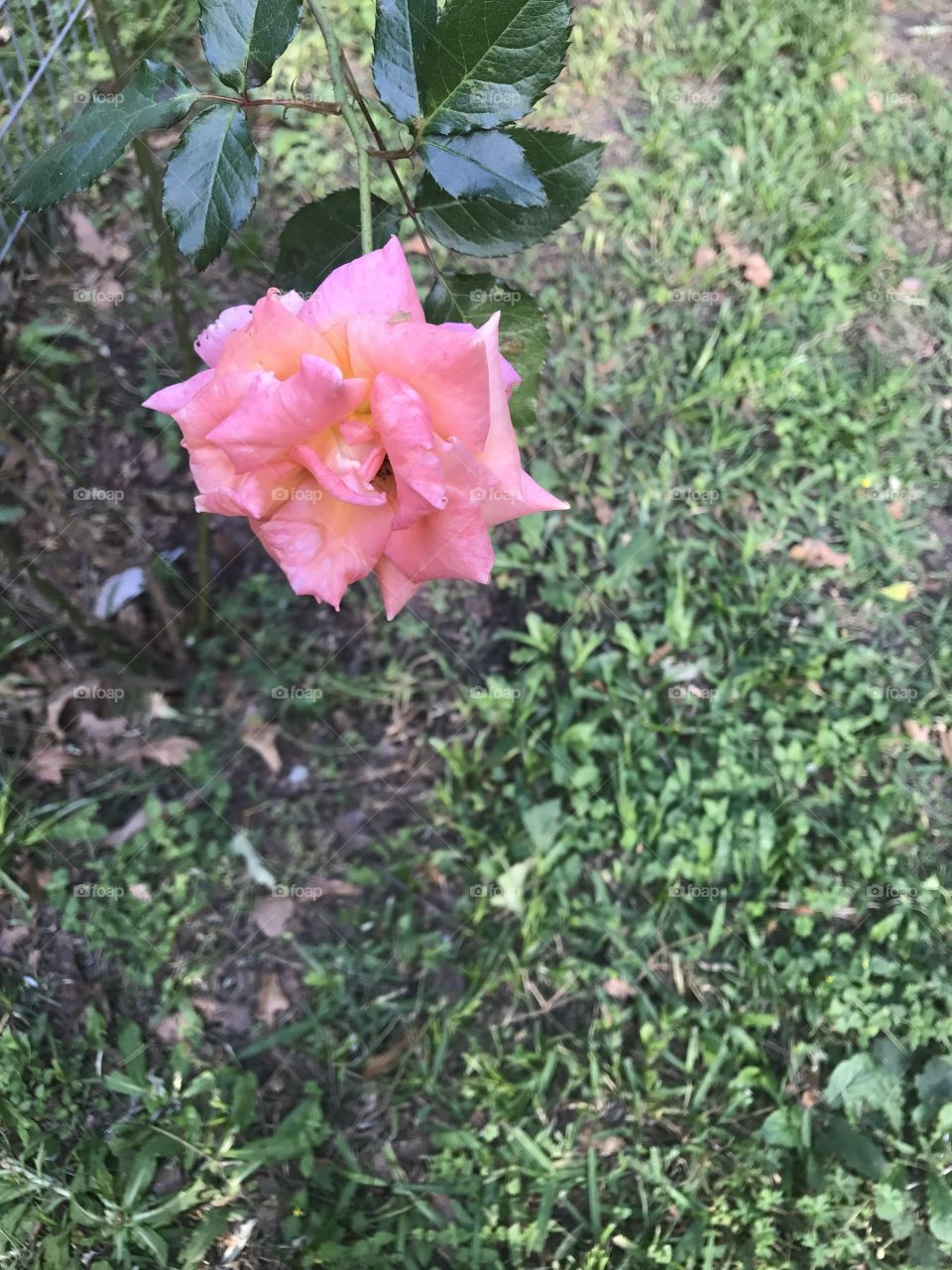 Elevated view of rose flower