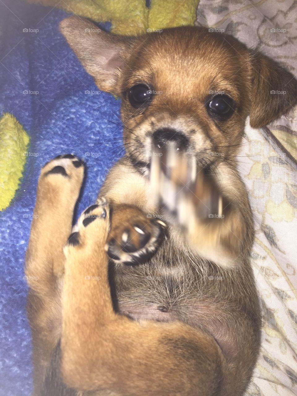 Puppy Reaching Out For Camera 