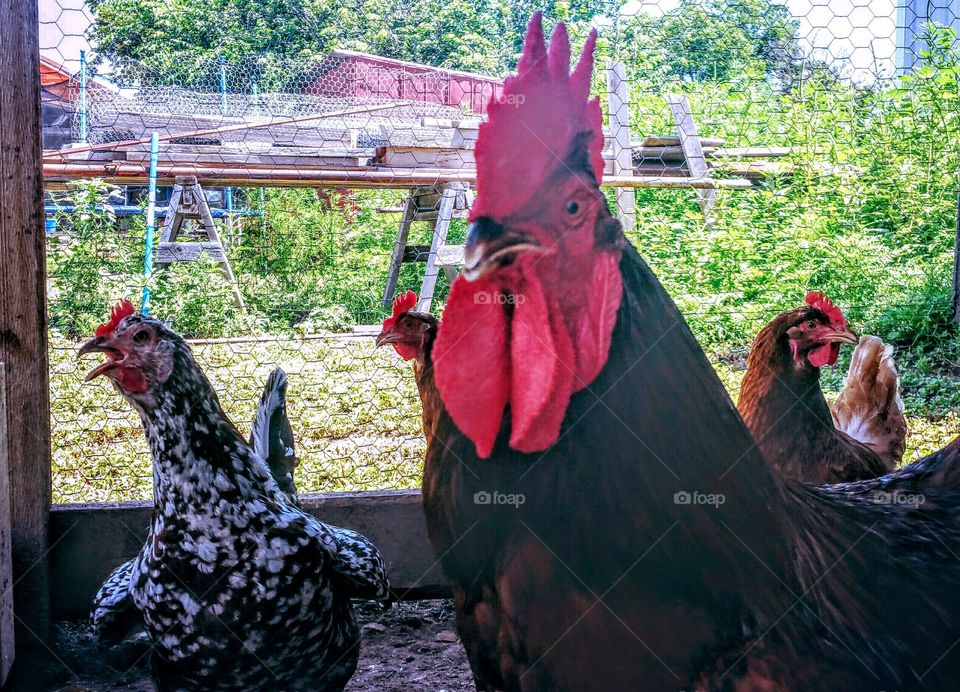 Rooster and his hens