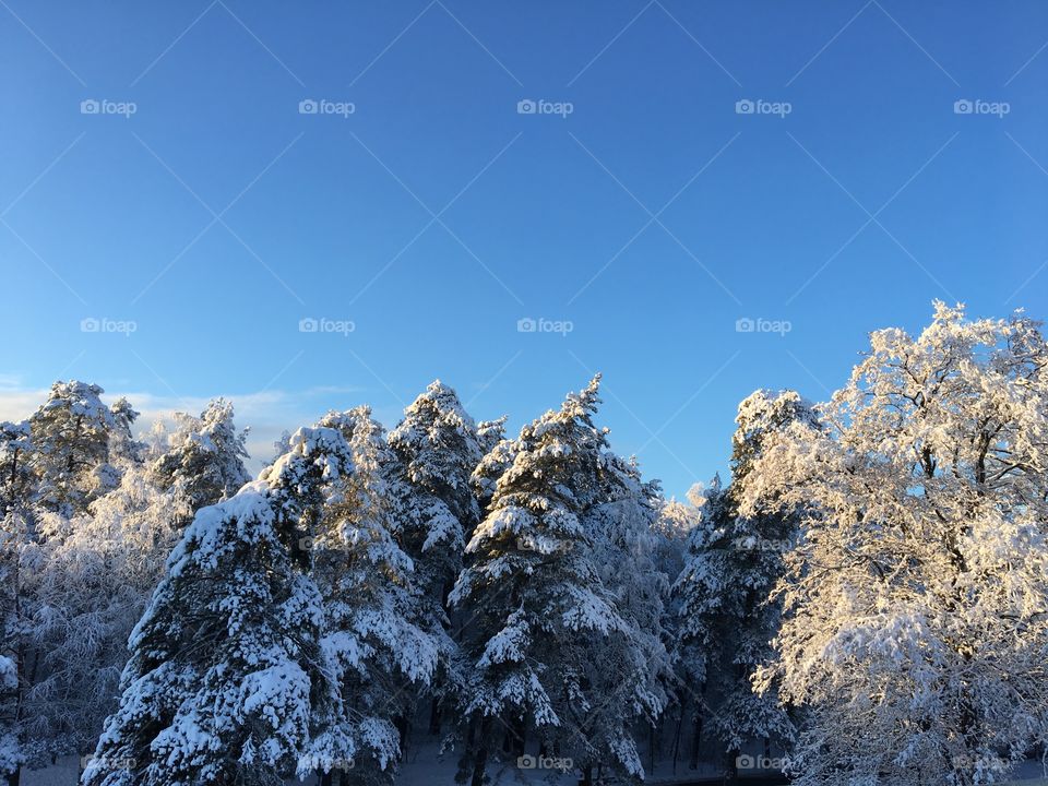 Winter in Lithuania