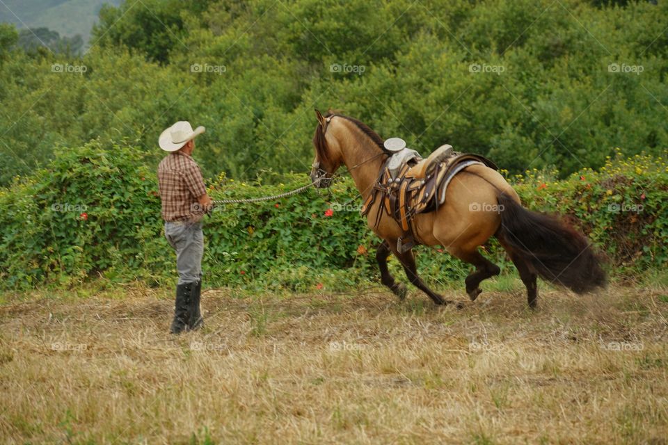 Cowboy Training A Horse