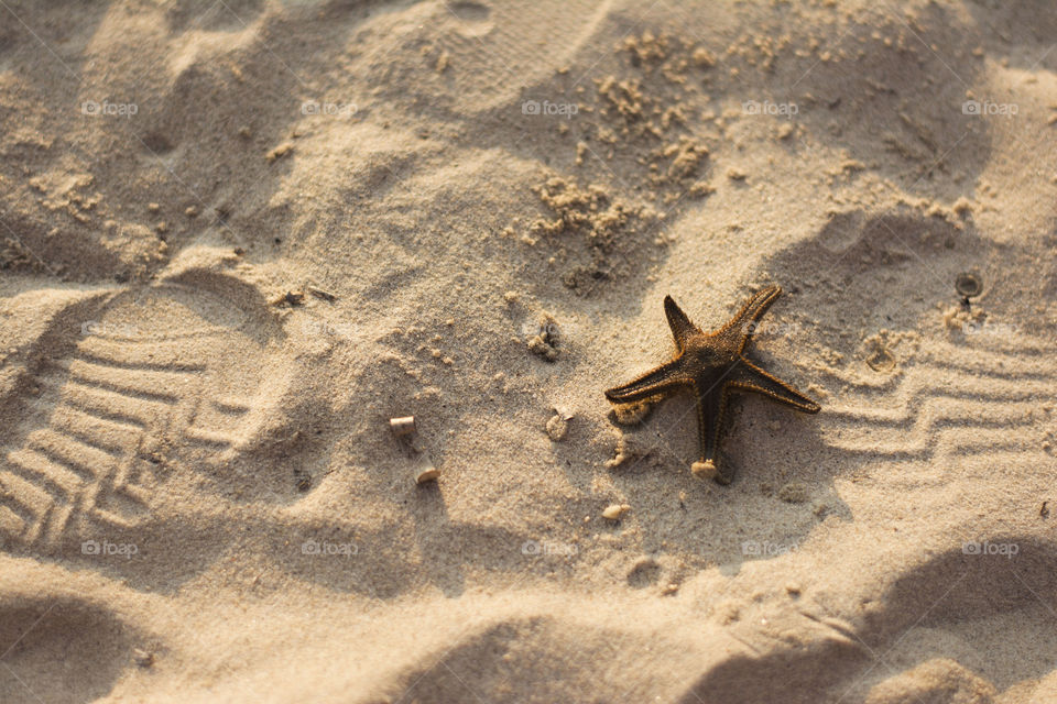 starfish on the sand. starfish on the beach