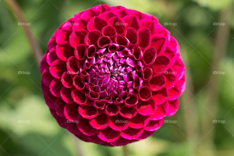 Closeup of one magenta colored blooming dahlia flower in the garden outdoors 