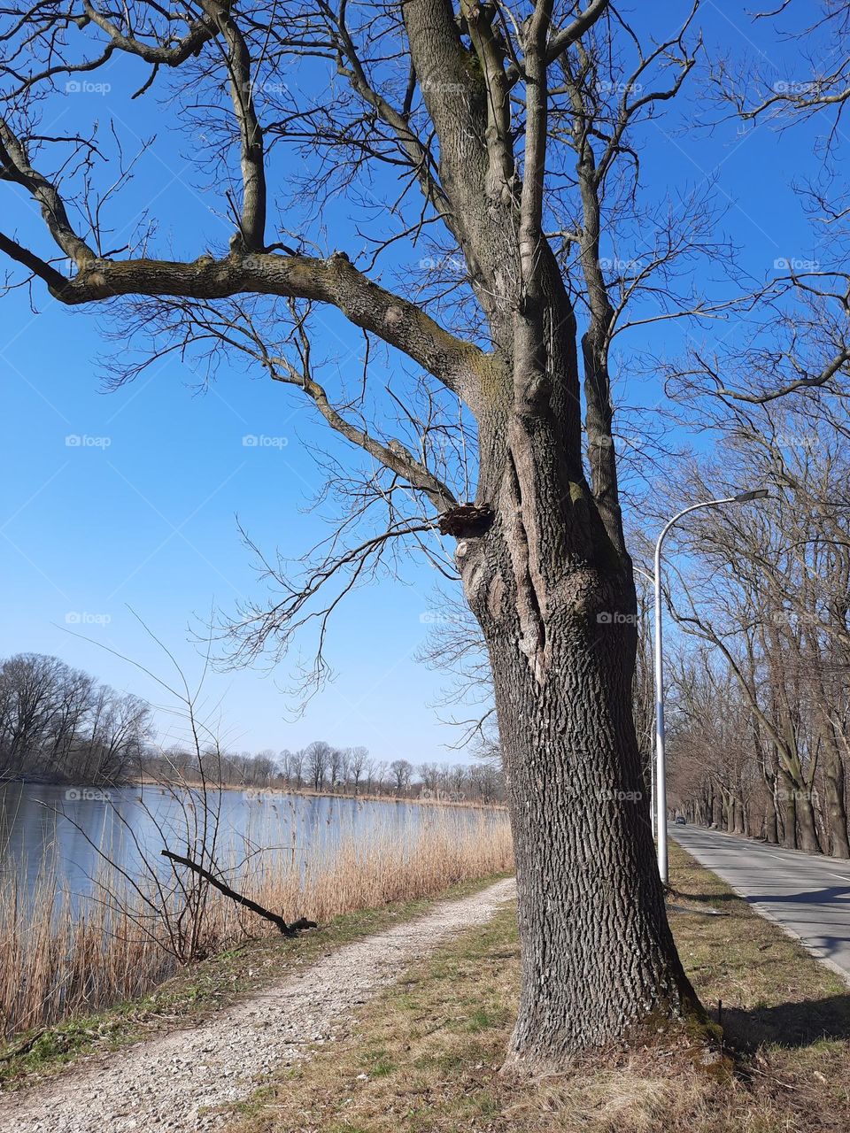 old leafless tree  against blue sky