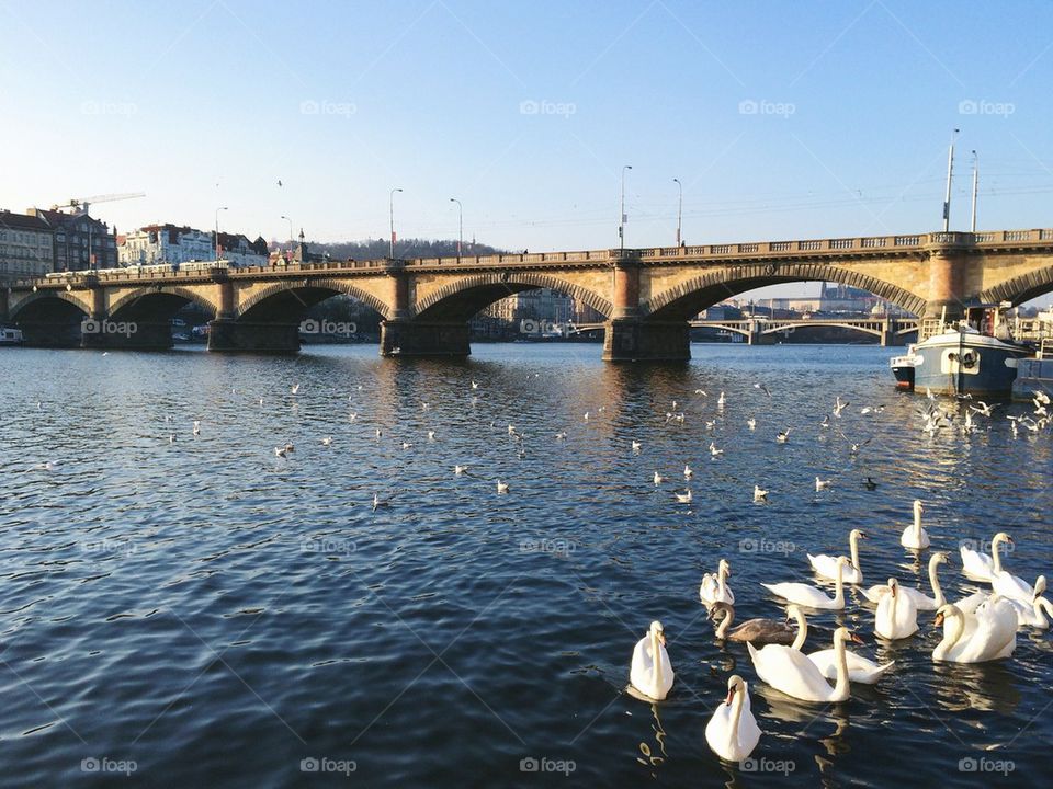 Swans and seagulls on a river