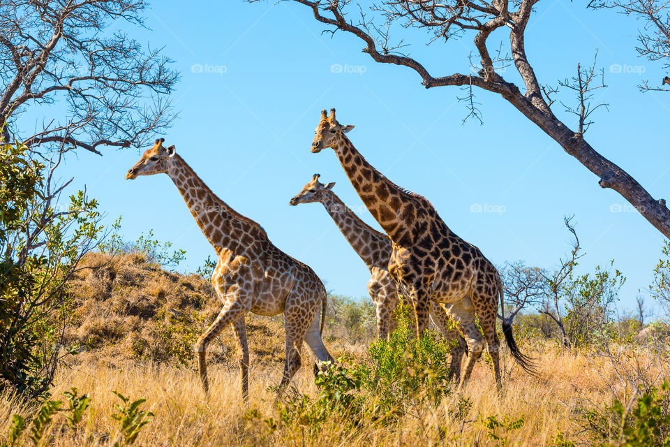 Rule of odds and symmetrical lines and shapes is the main focus of this image. Photo of 3 giraffes walking in the bush, Kruger National Park South Africa