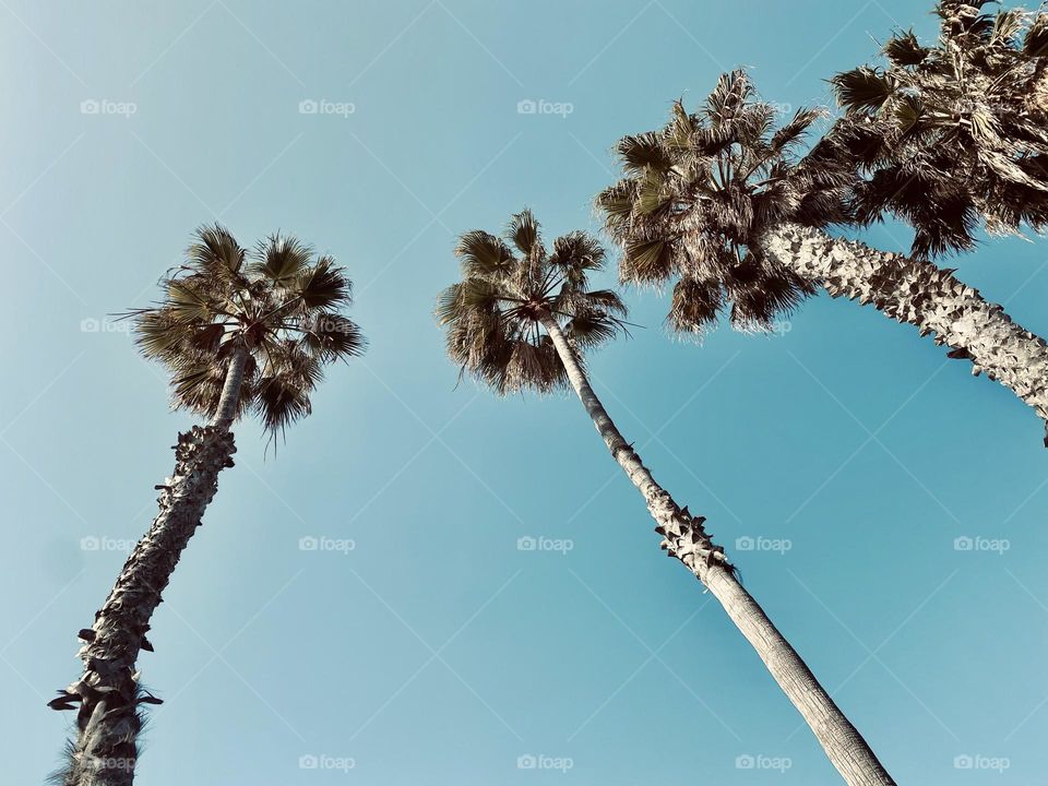 Looking up at tall palm trees 