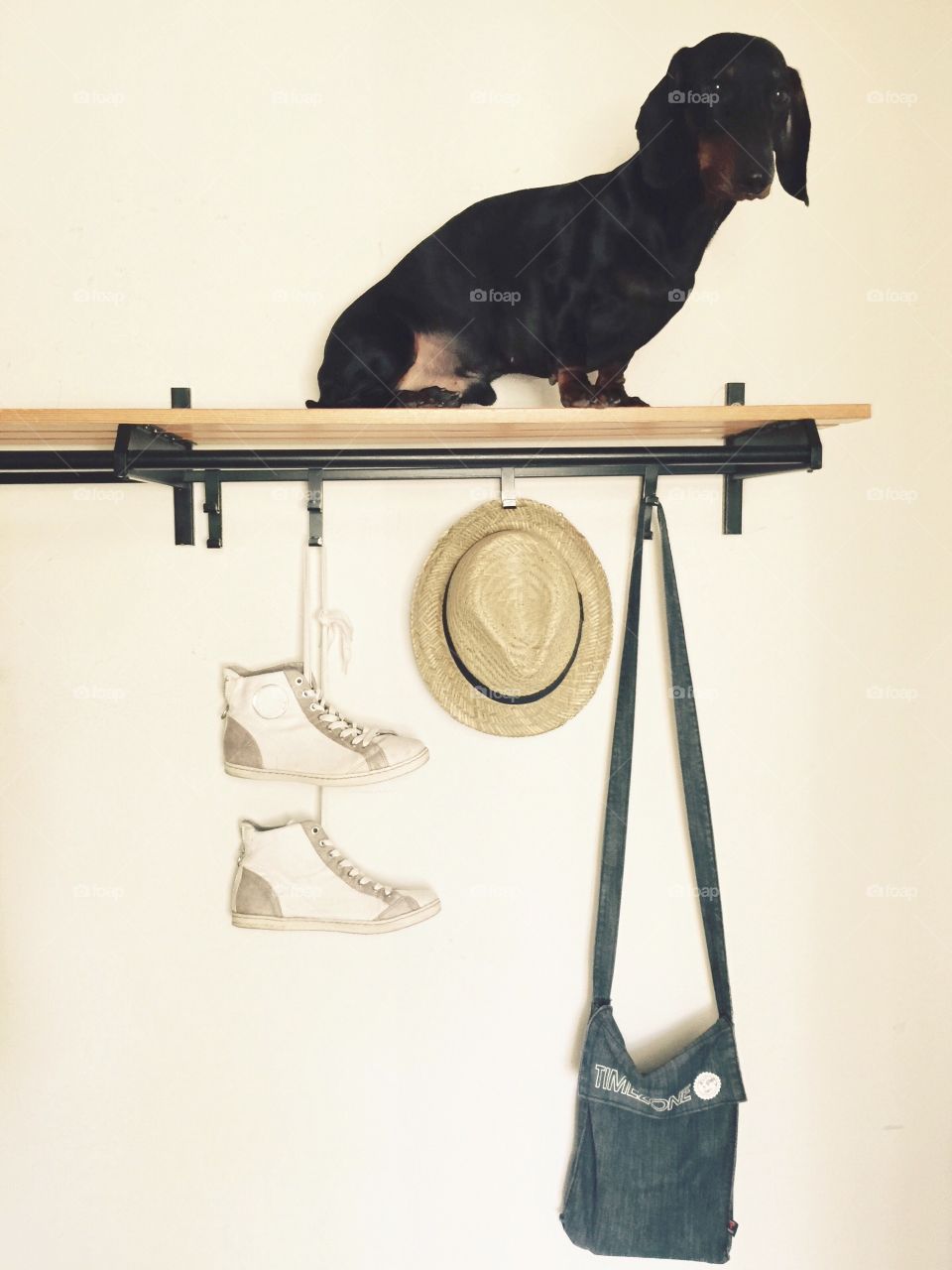 Ready for walk. Black duchshund sitting on a hanger with tennis shoes, shoulder bag and hat
